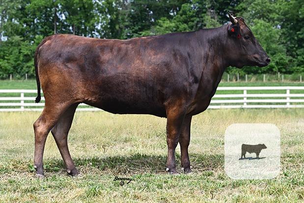 15 Reg. Wagyu Cows w/ 2+ Calves... Northern VA thumbnail 4