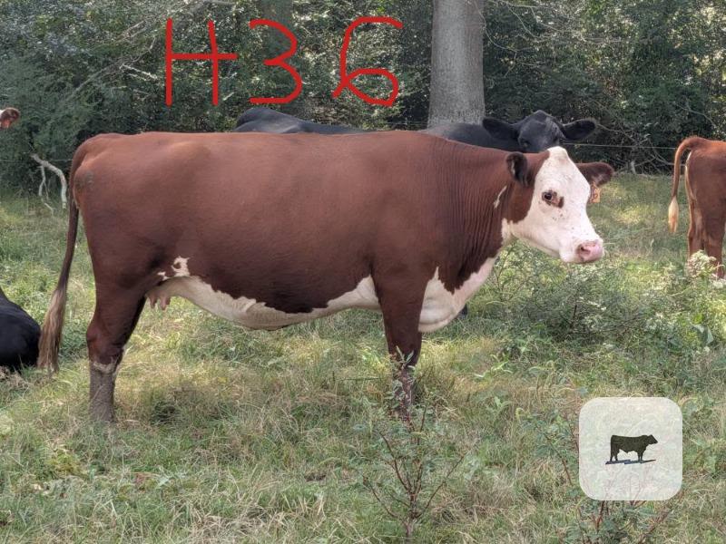 20 Reg. Polled Hereford Cows... Northwest GA thumbnail 4