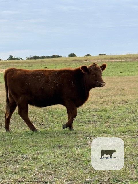 1 Reg. Red Angus Rep. Heifer... Central TX