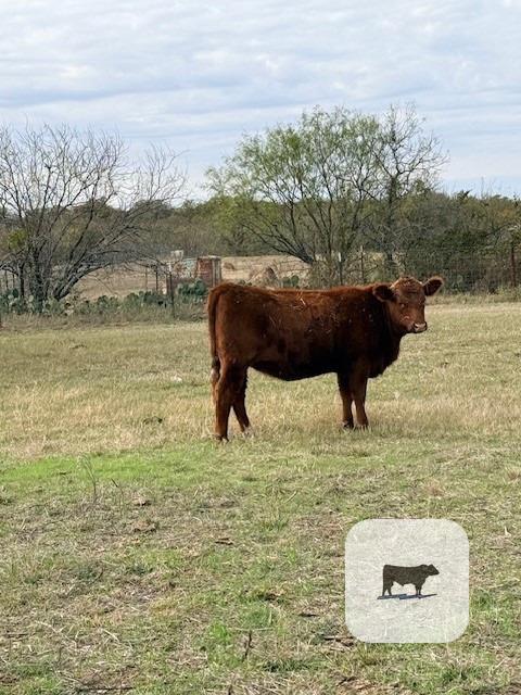 1 Reg. Red Angus Rep. Heifer... Central TX thumbnail 4
