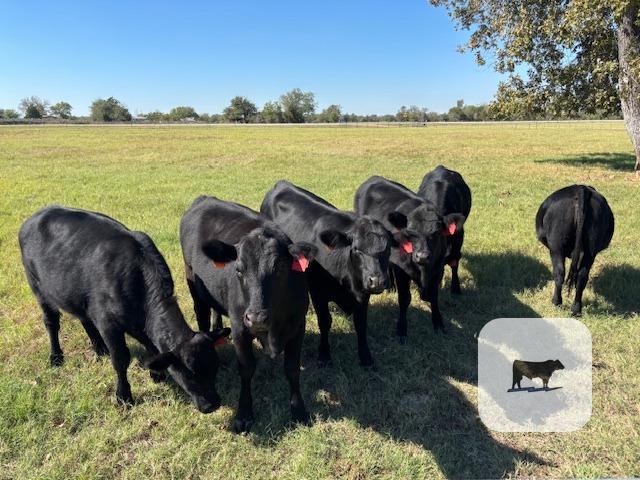 6 Angus Rep. Heifers... S. Central TX thumbnail 4