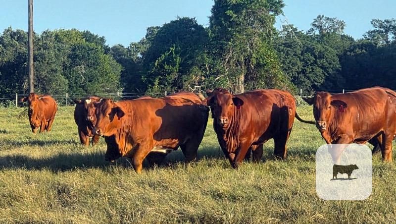 10 Reg. Beefmaster Rep. Heifers... Central TX thumbnail 4