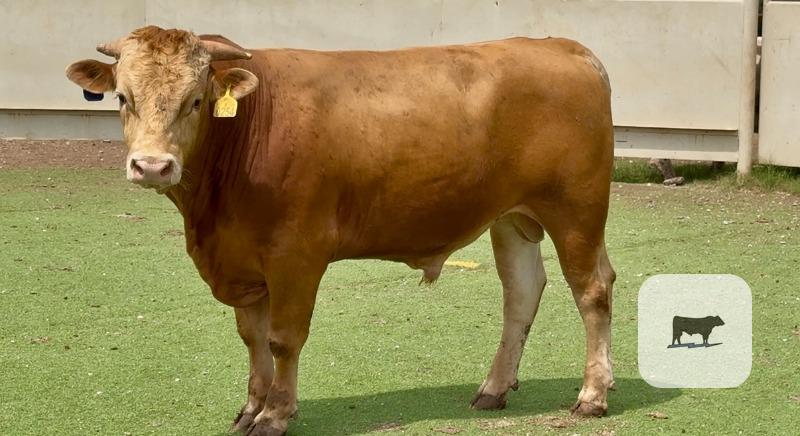 8 Reg. Akaushi Bulls for Sale or Lease... Central TX thumbnail 6
