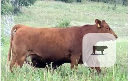 2 Reg. Akaushi Cows... N. Central TX thumbnail 2