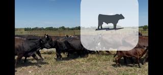 20 Angus Pairs... Southwest MO thumbnail 3