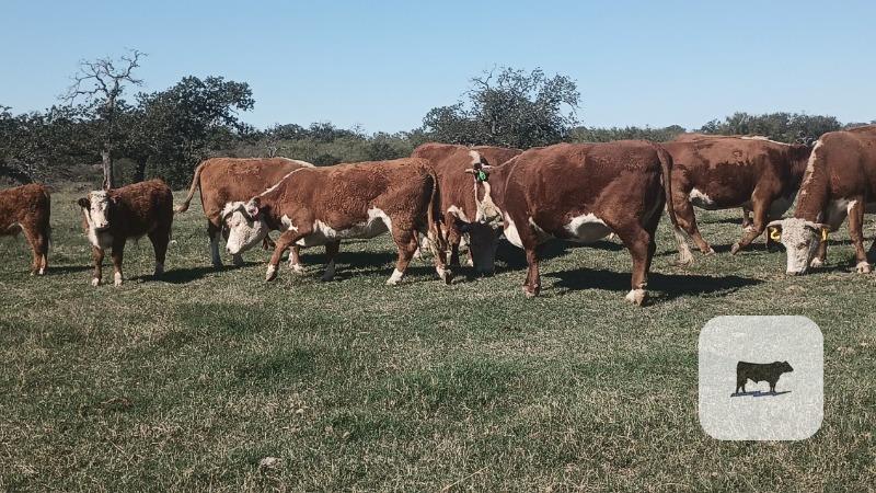 8 Reg. Horned Hereford Pairs... Central TX thumbnail 4