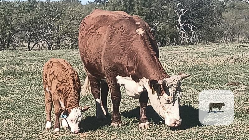 8 Reg. Horned Hereford Pairs... Central TX thumbnail 3