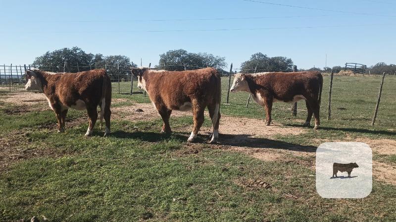 3 Reg. Horned Hereford Rep. Heifers... Central TX thumbnail 2