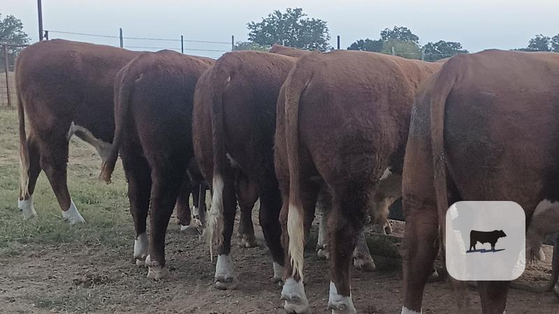 10 Reg. Horned Hereford Bulls... Central TX thumbnail 5