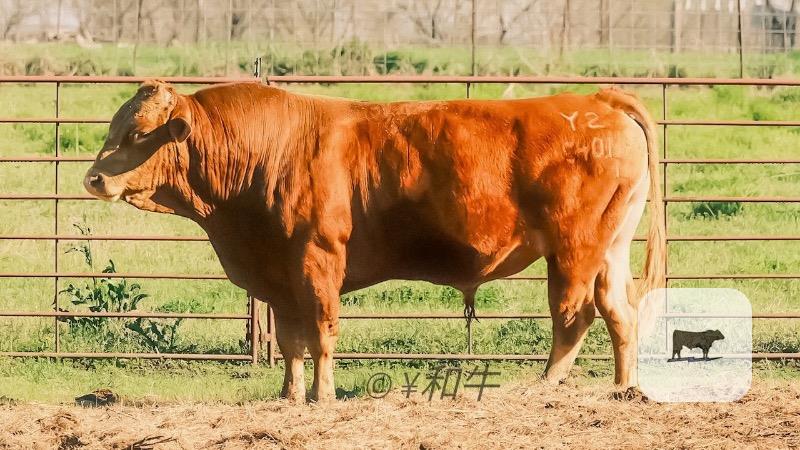 100 Reg. Akaushi Semen Straws... Northeast TX thumbnail 2