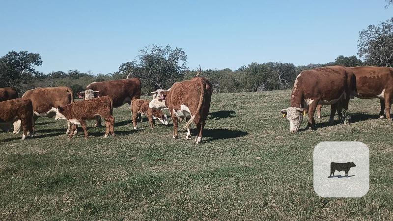 8 Reg. Horned Hereford Pairs... Central TX thumbnail 6