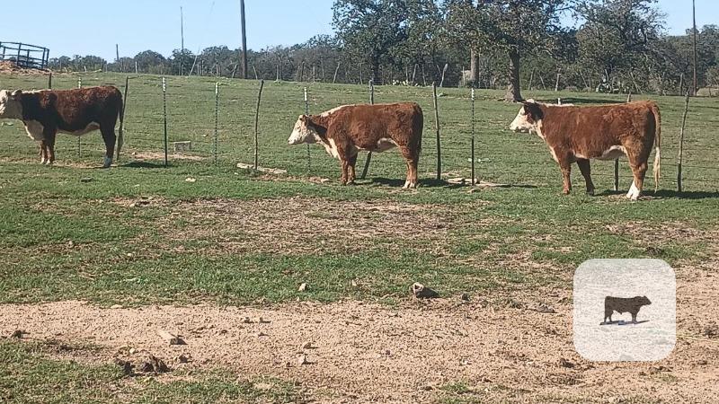 3 Reg. Horned Hereford Rep. Heifers... Central TX thumbnail 3