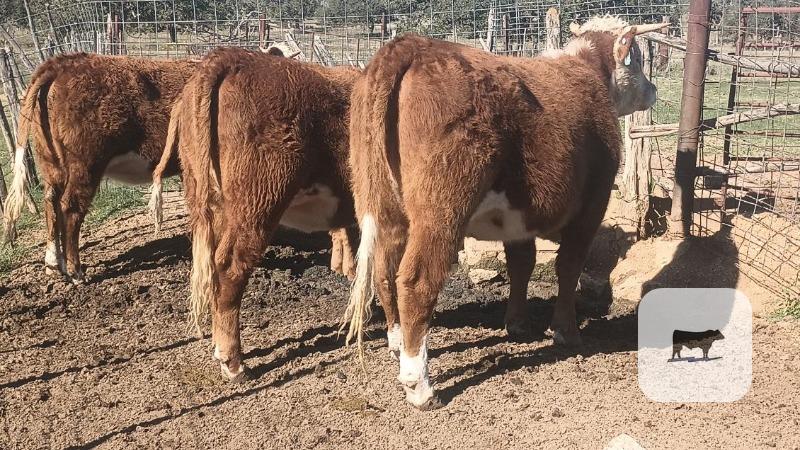 3 Reg. Horned Hereford Rep. Heifers... Central TX