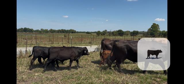 20 Angus Pairs... Southwest MO