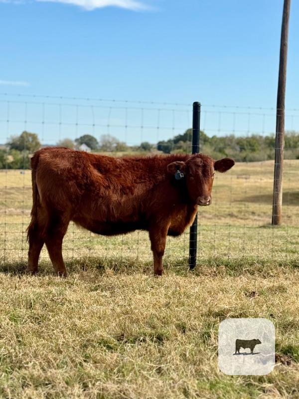 1 Reg. Red Angus Rep. Heifer... S. Central TX thumbnail 2
