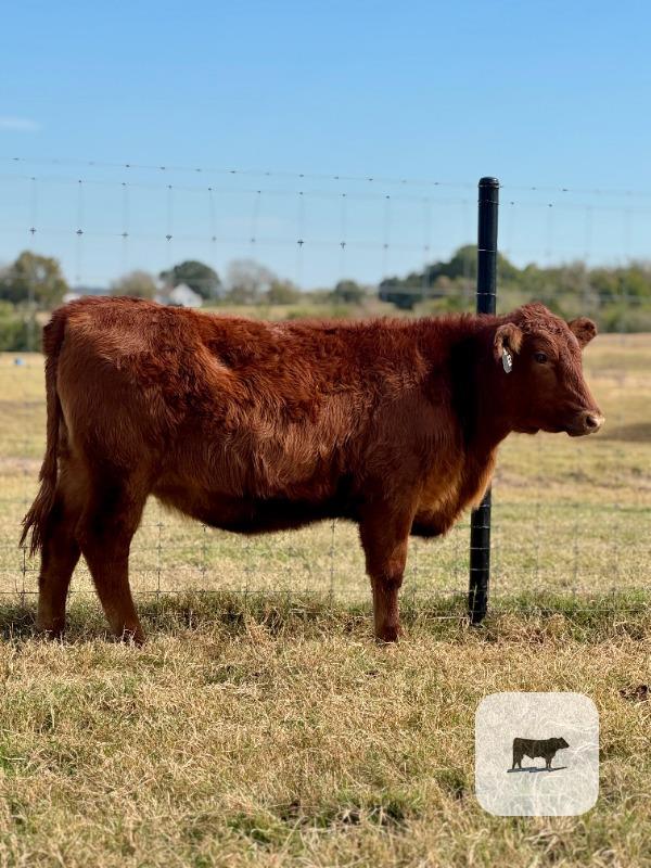 1 Reg. Red Angus Rep. Heifer... S. Central TX
