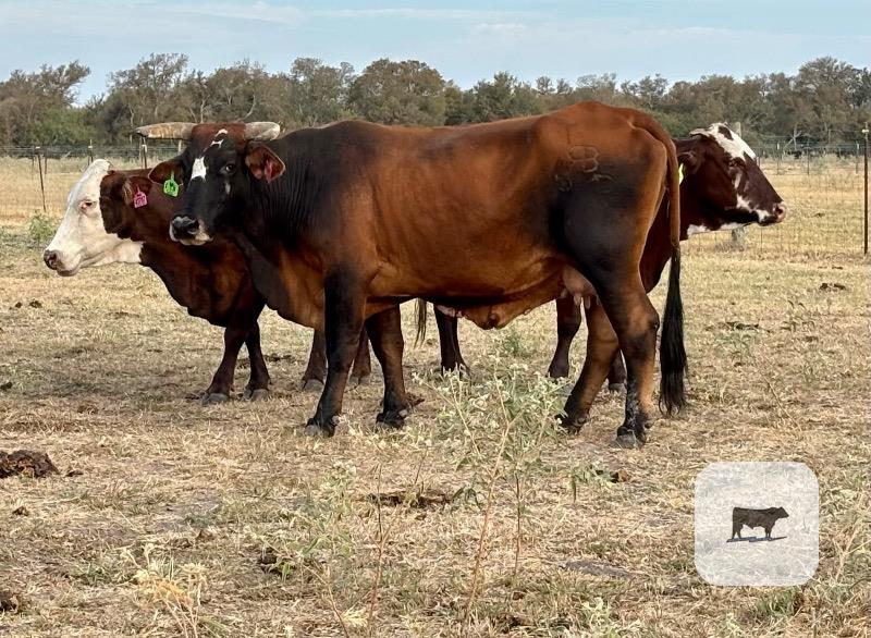 55 Beefmaster, Charolais Cross, Santa Gertrudis, Red Brangus & Crossbred Cows... Central TX thumbnail 5