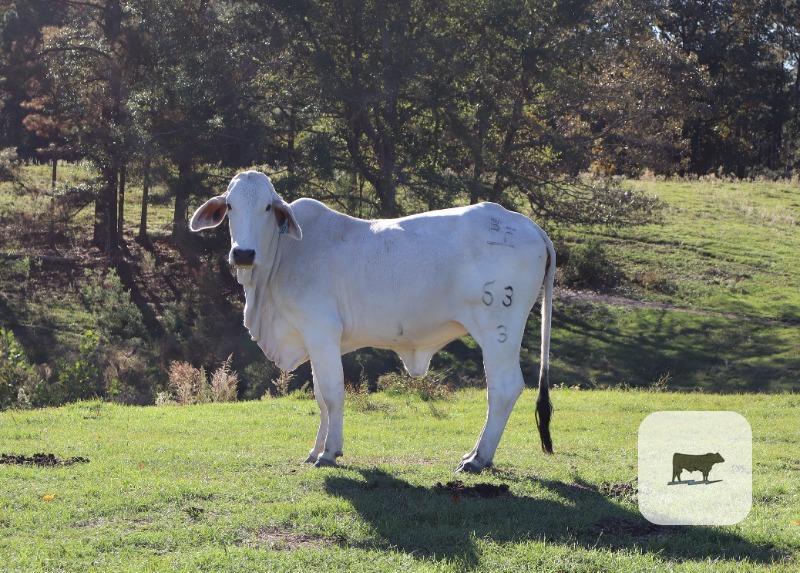 3 Reg. Brahman Rep. Heifers... E. Central MS