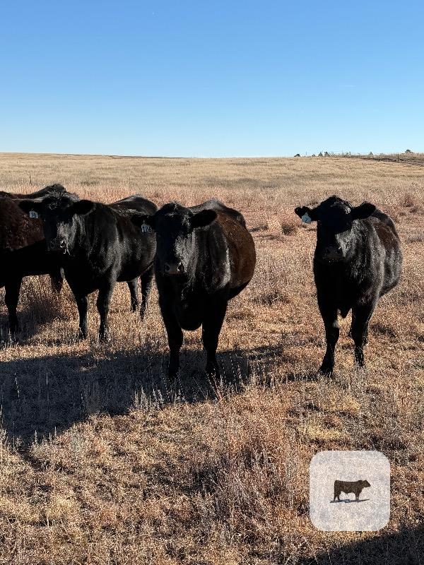 45 Angus Cows... Central KS
