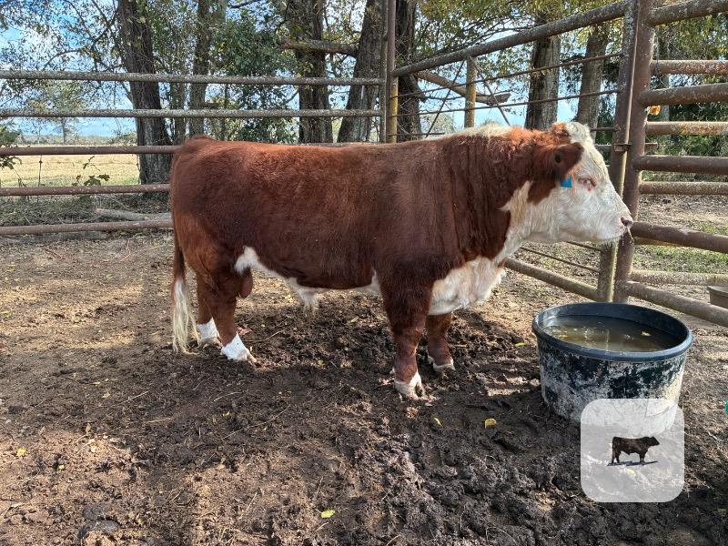 1 Reg. Miniature Hereford Bull... Northeast LA thumbnail 2