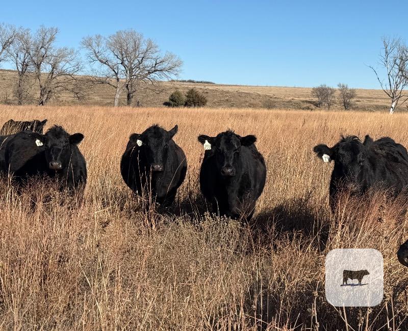 45 Angus Cows... Central KS thumbnail 3