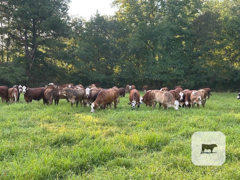 66 Braford/Tigerstripe Rep. Heifers... East TX thumbnail 5