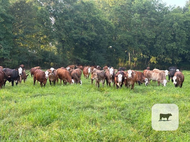 66 Braford/Tigerstripe Rep. Heifers... East TX thumbnail 6