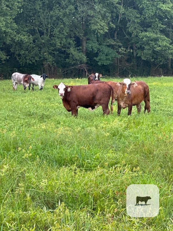 66 Braford/Tigerstripe Rep. Heifers... East TX thumbnail 3
