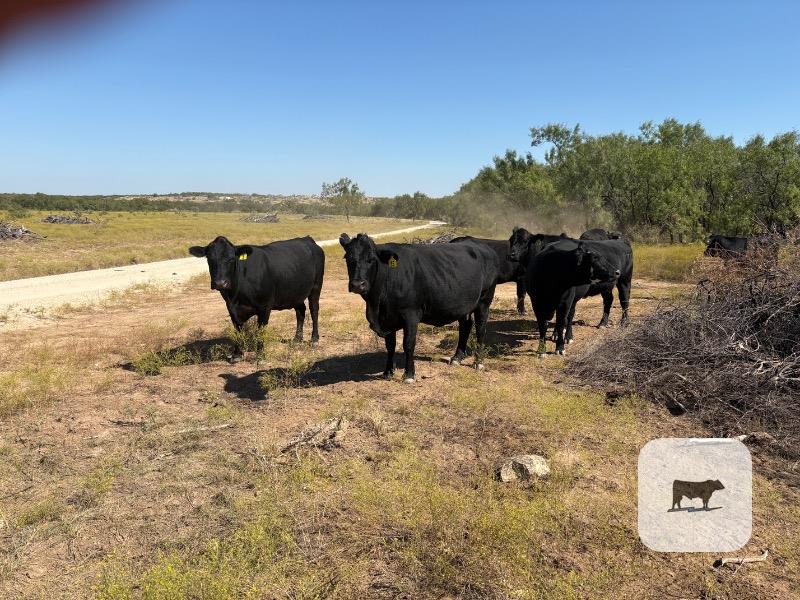 100 Angus/Brangus Cows... W. Central TX thumbnail 3