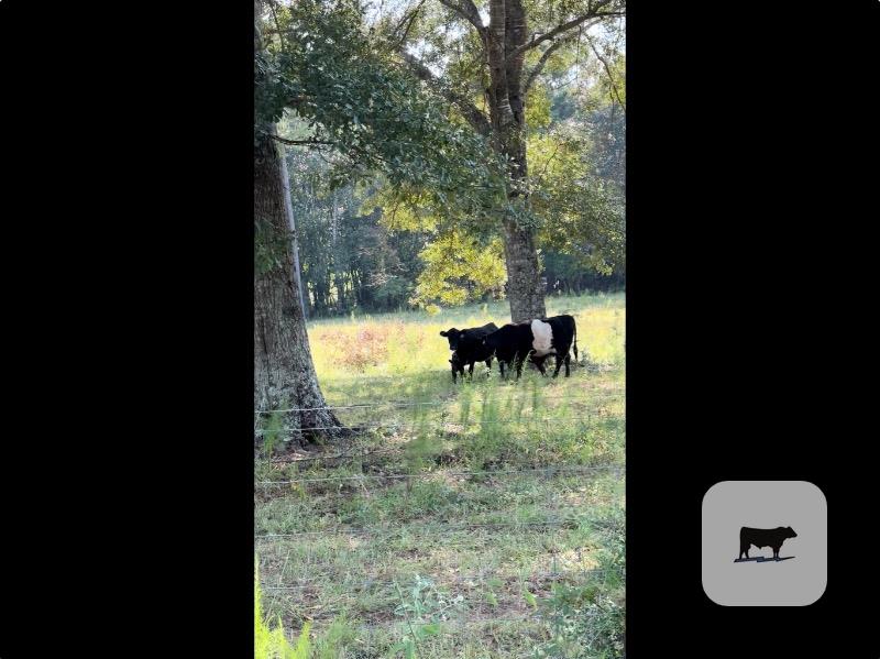 17 Belted Galloway Cows w/ 5+ Calves... Southwest AL thumbnail 5