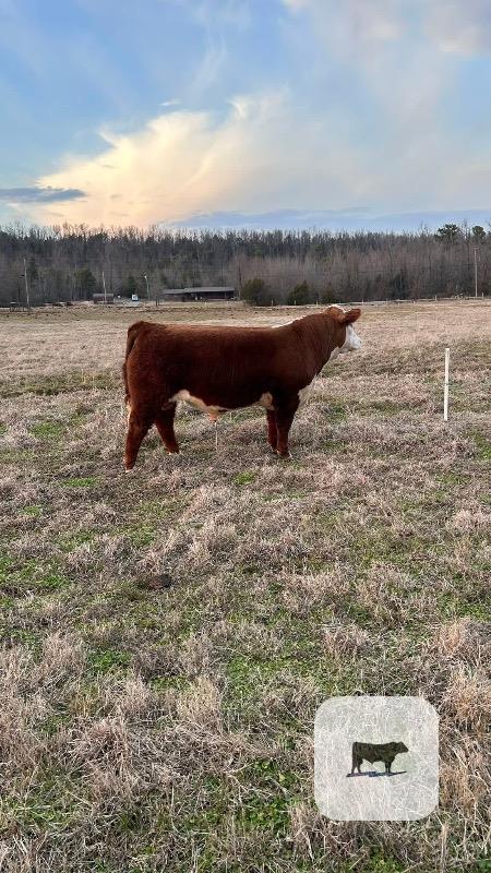 1 Reg. Hereford Bull... Central AR thumbnail 2