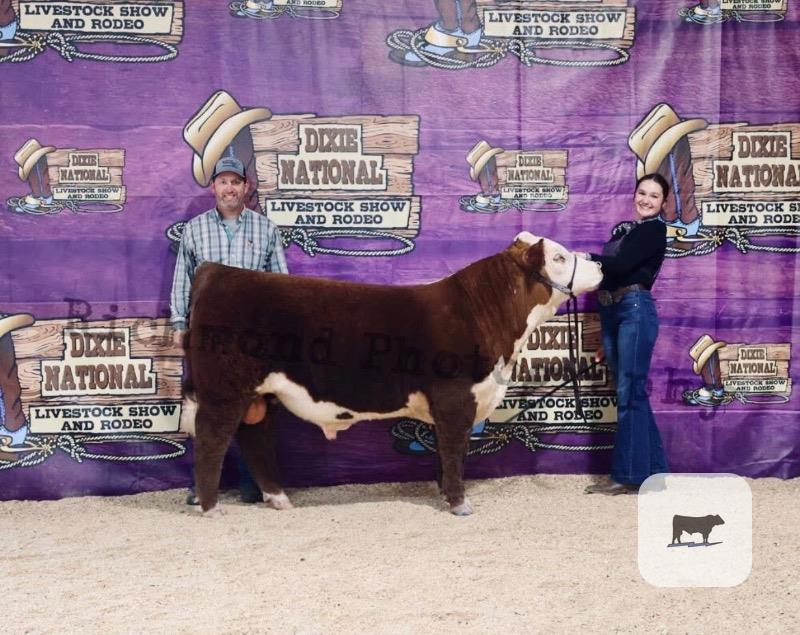 1 Reg. Hereford Bull... Central AR thumbnail 3