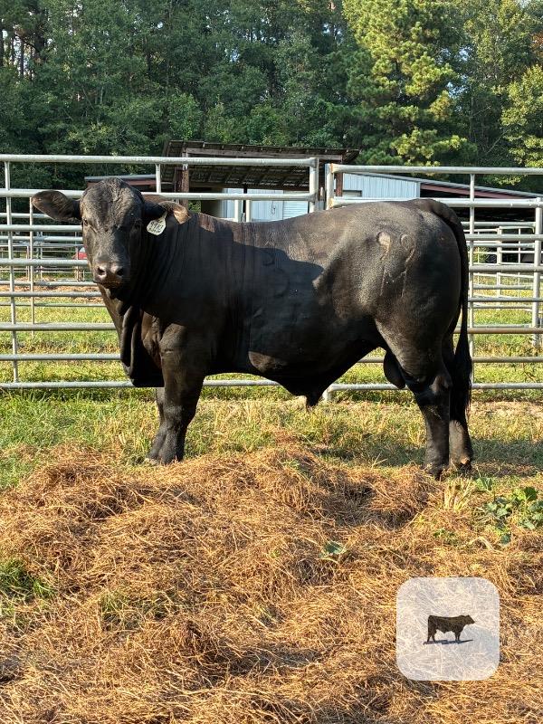 1 Reg. Brangus Bull... N. Central LA thumbnail 2