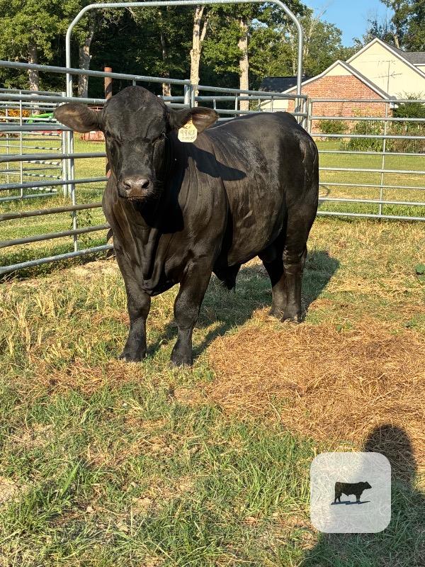 1 Reg. Brangus Bull... N. Central LA