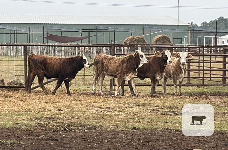 4 F1 Braford/Tigerstripe Rep. Heifers... South TX thumbnail 3