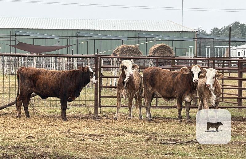 4 F1 Braford/Tigerstripe Rep. Heifers... South TX thumbnail 2