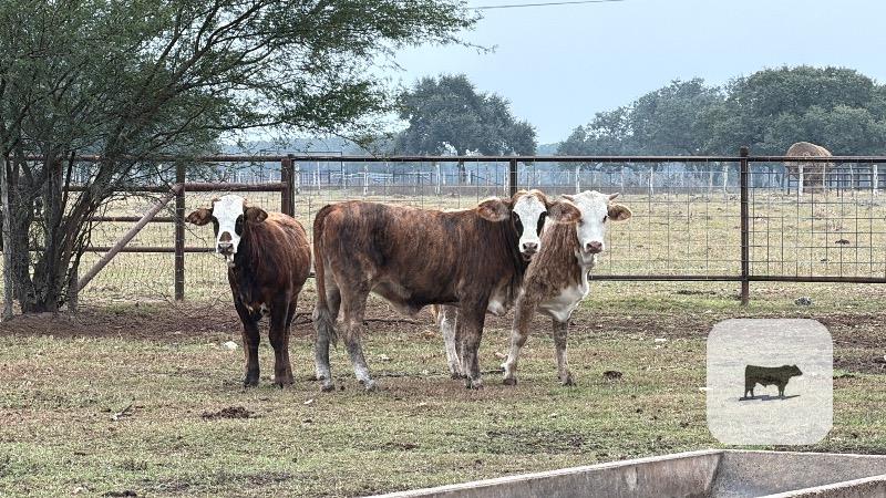 4 F1 Braford/Tigerstripe Rep. Heifers... South TX