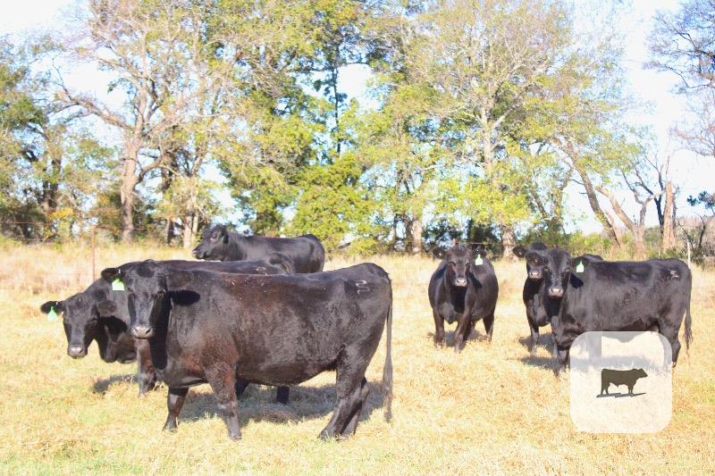 10 Angus 2nd-Calf Cows... Central TX thumbnail 3