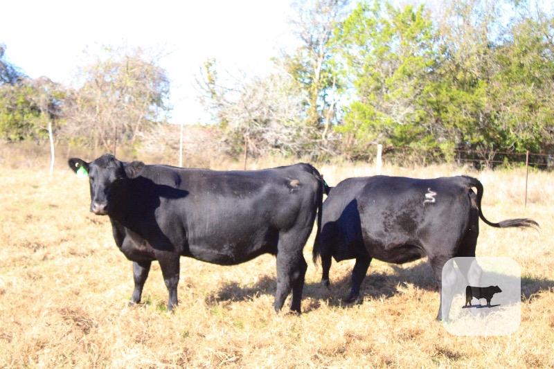 10 Angus 2nd-Calf Cows... Central TX thumbnail 5