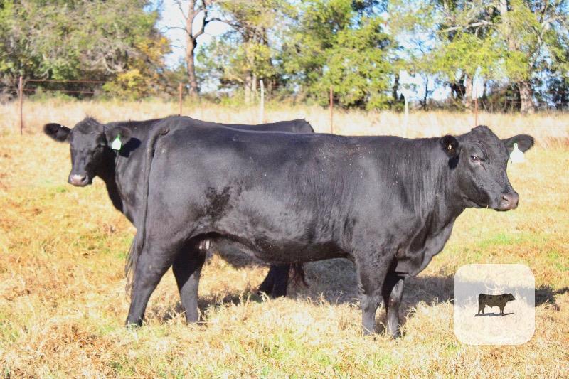 10 Angus 2nd-Calf Cows... Central TX thumbnail 2