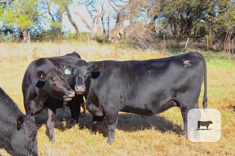 10 Angus 2nd-Calf Cows... Central TX