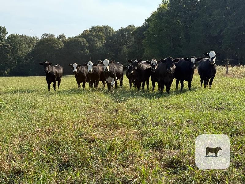 10 Brangus Baldy Bred Heifers... Southwest MS