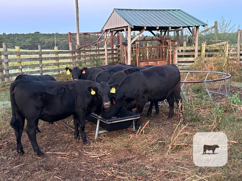 113 Reg. Angus Rep. Heifers... East TX thumbnail 2