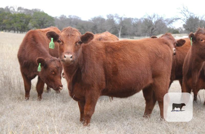 27 Red Angus Replacement Heifers... Central TX