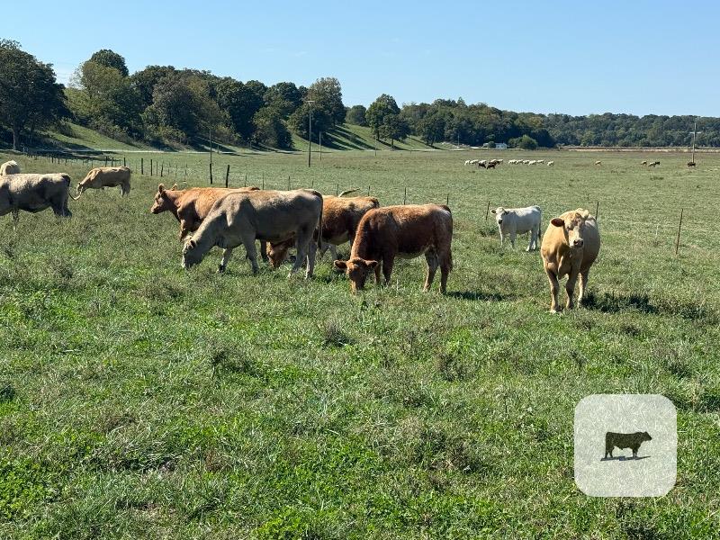 23 Purebred Charolais & Red Angus Cross Bred Heifers... Southwest MO thumbnail 5