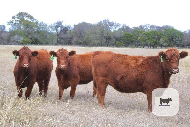 27 Red Angus Replacement Heifers... Central TX thumbnail 5