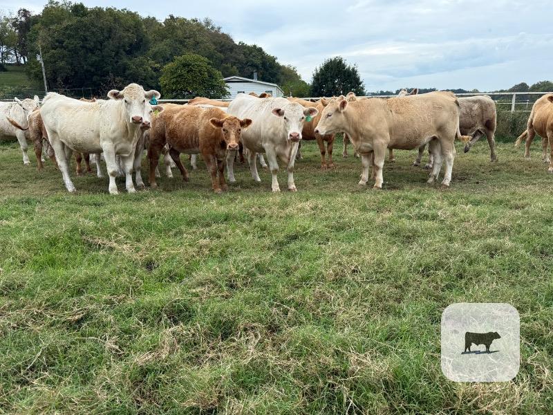 23 Purebred Charolais & Red Angus Cross Bred Heifers... Southwest MO