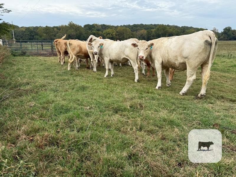23 Purebred Charolais & Red Angus Cross Bred Heifers... Southwest MO thumbnail 6