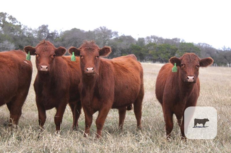 20 Red Angus Rep. Heifers... Central TX thumbnail 3