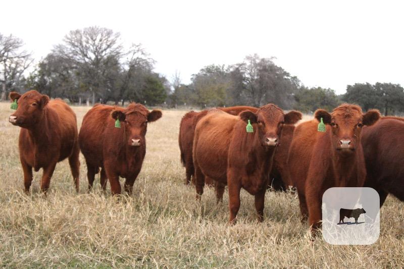 27 Red Angus Replacement Heifers... Central TX thumbnail 4